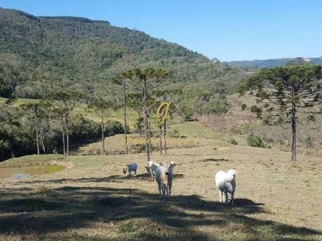 #130 - Chácara para Venda em Rancho Queimado - SC - 1