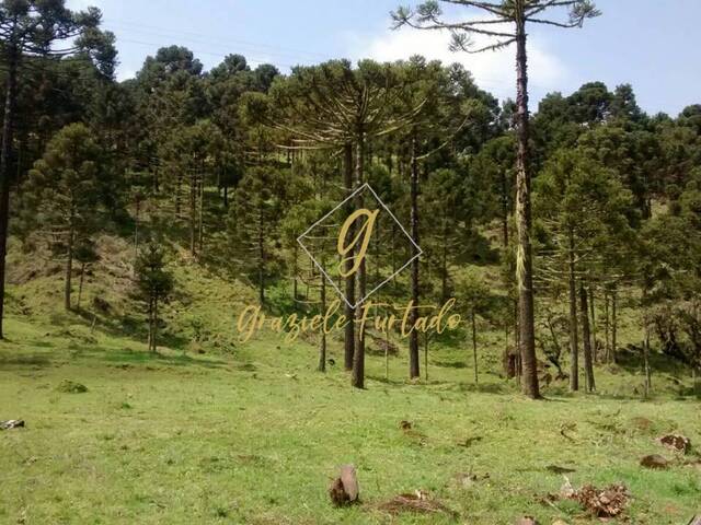 Venda em VACAS GORDAS - Urubici