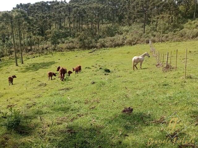 #269 - Chácara para Venda em Rio Rufino - SC