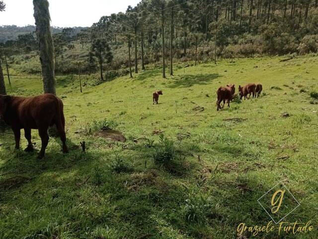 #269 - Chácara para Venda em Rio Rufino - SC