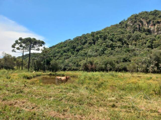 #278 - Chácara para Venda em Rio Rufino - SC - 2